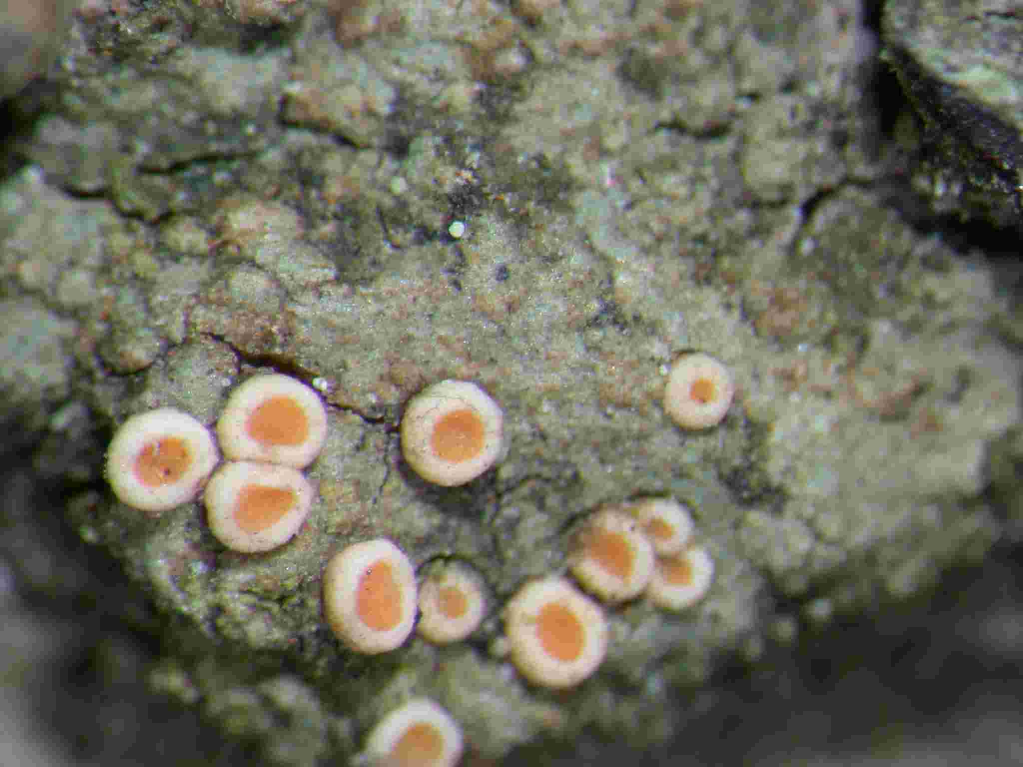 [Coenogonium luteum]